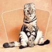 Кошачья игра на память
