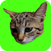 Лови котят
