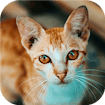 Кот-на-ура: Пазл-испытание